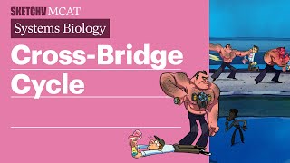 Cross Bridge Cycle Biology  Sketchy MCAT [upl. by Fuld]