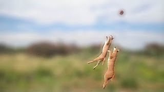 Caracal jump [upl. by Skipp]