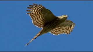 Sparrowhawk Bird Call Bird Song [upl. by Etheline619]