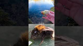 Learn Bug Insect Names at the Pond for Babies Kids Ladybug Beetle Centipede Bee Caterpillar [upl. by Hallagan]