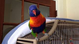 Best talking Parrot Rainbow lorikeet [upl. by Suravaj]