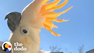 Cockatoo Follows His New Mom Everywhere  The Dodo [upl. by Hyo]