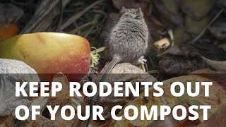 5 Tips to Keep Rodents Out of Your Compost [upl. by Drummond]