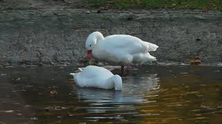 Zoologischer Garten Berlin [upl. by Neeoma479]