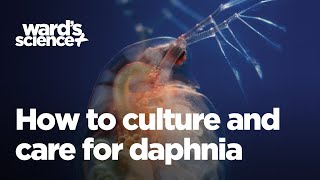 Caring and Culturing for Daphnia [upl. by Elokkin]