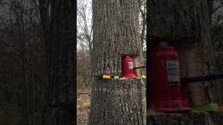 Tree felling with bottle jack [upl. by Gratianna]