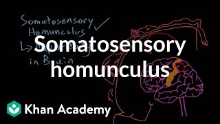 Somatosensory homunculus  Processing the Environment  MCAT  Khan Academy [upl. by Artimed115]