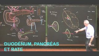 Anatomie du duodénum pancréas et rate Abdomen 2 [upl. by Annaxor]