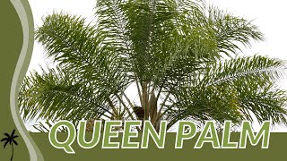 Our Quick Review of QUEEN PALM Syagrus romanzoffiana [upl. by Auqinahs]