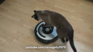 Cat shows HOW TO use iRobot Roomba Vacuum [upl. by Oria703]