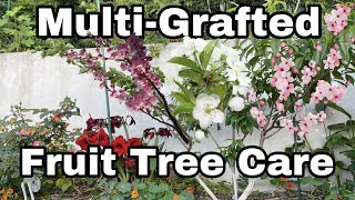 Multi  Grafted Fruit Tree Care  Top 5 Tips [upl. by Annayhs]