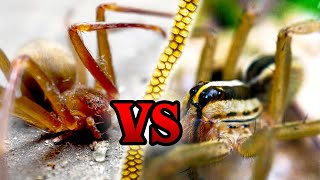 Wolf Spider VS Brown Recluse  How to Spot the Difference [upl. by Ozneral]