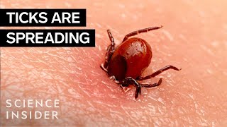 Why Ticks Are So Hard To Kill [upl. by Jonas]