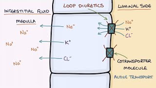 Corticosteroids Leukotriene Antagonists amp Antitussives  Pharmacology  Respiratory LevelUpRN [upl. by Yessydo]