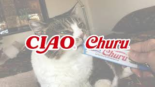 The catchiest cat song on YouTube INABA CIAO Churu [upl. by Anaili]