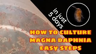 How to Culture Magna Daphnia Easily [upl. by Ashok]