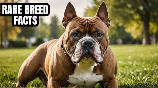 XL American Bully Rare Breed Facts [upl. by Marta369]