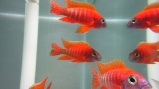 How To Breed African Cichlids [upl. by Nadean736]