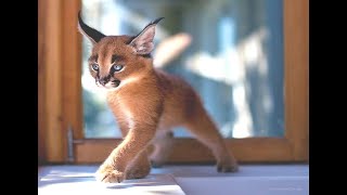 Cutest Baby Caracal Compilation [upl. by Narhem]