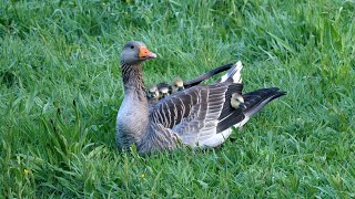 Greylag Goose Family waking up [upl. by Marteena794]