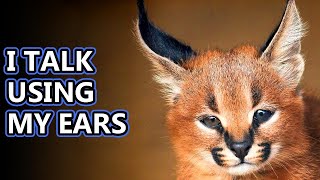 Caracal facts aka the desert lynx  Animal Fact Files [upl. by Eussoj22]