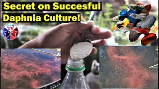 How to Culture Daphnia Successfully [upl. by Yud530]