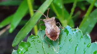 Die Lederwanze Coreus marginatus CoreusMarginatus LoveNature Wanze [upl. by Drahcir]