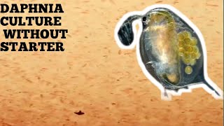 HOW TO CULTURE DAPHNIA NATURALLY WITHOUT A STARTER [upl. by Irrabaj]