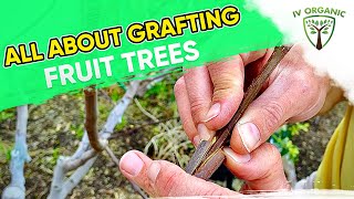 How ampWhy To GRAFT FRUIT TREES  Figs Apples Citrus Stone Fruit [upl. by Fantasia]