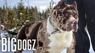 Meet Aftermath The 130lb Superstar Merle Bully  BIG DOGZ [upl. by Tews]