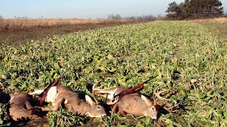 Easy No Till Brassica Food Plots [upl. by Lennahc992]