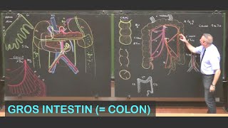 Anatomie du gros intestin colon Abdomen 7 [upl. by Idnahk]