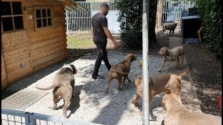 Visiting Parasiemprebulls in Belgium with his super xl American Bullies [upl. by Naujuj]