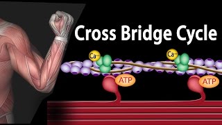 Muscle Contraction  Cross Bridge Cycle Animation [upl. by Otrevlig752]