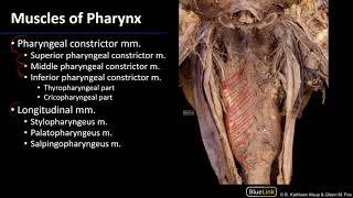 Larynx Pharynx and CST LO 3  Pharyngeal Muscles [upl. by Werna]