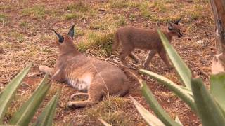 Meet the Caracals [upl. by Karissa830]