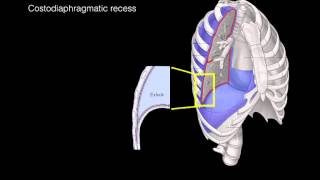 Pleural membranes [upl. by Marcille]