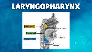 Larynx and Pharynx  Pharyngeal Muscles [upl. by Llennyl]