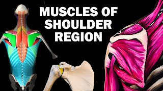 UPPER LIMB MUSCLES 26  SHOULDER REGION [upl. by Namron]