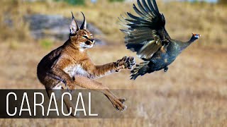 CARACAL is a CATJUMPER a Bird Hunter Caracal vs Jackals and Birds [upl. by Anirrak]