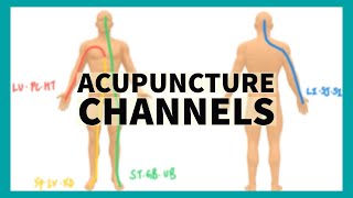 TCM Anatomy System of Acupuncture Channels [upl. by Munroe]