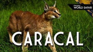 The Caracal Can Jump 10 Feet High to Catch Prey [upl. by Ilajna]