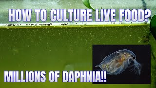 How to Culture Daphnia Secret Method to Breed MILLIONS  Simply Aquatic [upl. by Alrich]