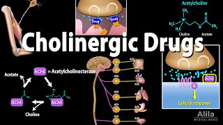 Cholinergic Drugs  Pharmacology Animation [upl. by Orlan]