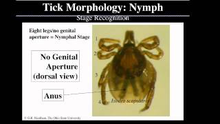 Tick Identification with Dr Glen Needham [upl. by Eudo]