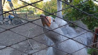 Angry Goose  angry hissing geese [upl. by Aneez]