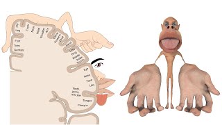 Signs amp symptoms of stroke and the blood vessels of the brain [upl. by Ainafets]