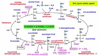 Cellular Respiration Part 2 The Citric Acid Cycle [upl. by Nnyloj]