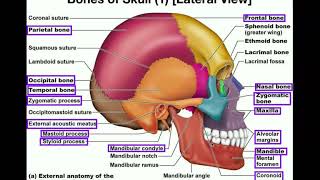 Anatomy  The Human Skull [upl. by Ajup635]