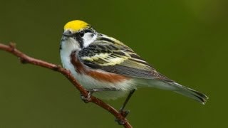 Birding Warblers [upl. by Tati944]